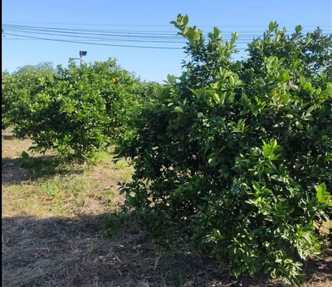 Los robos de naranjas a punto de recolección se multiplican en La Ribera y La Safor