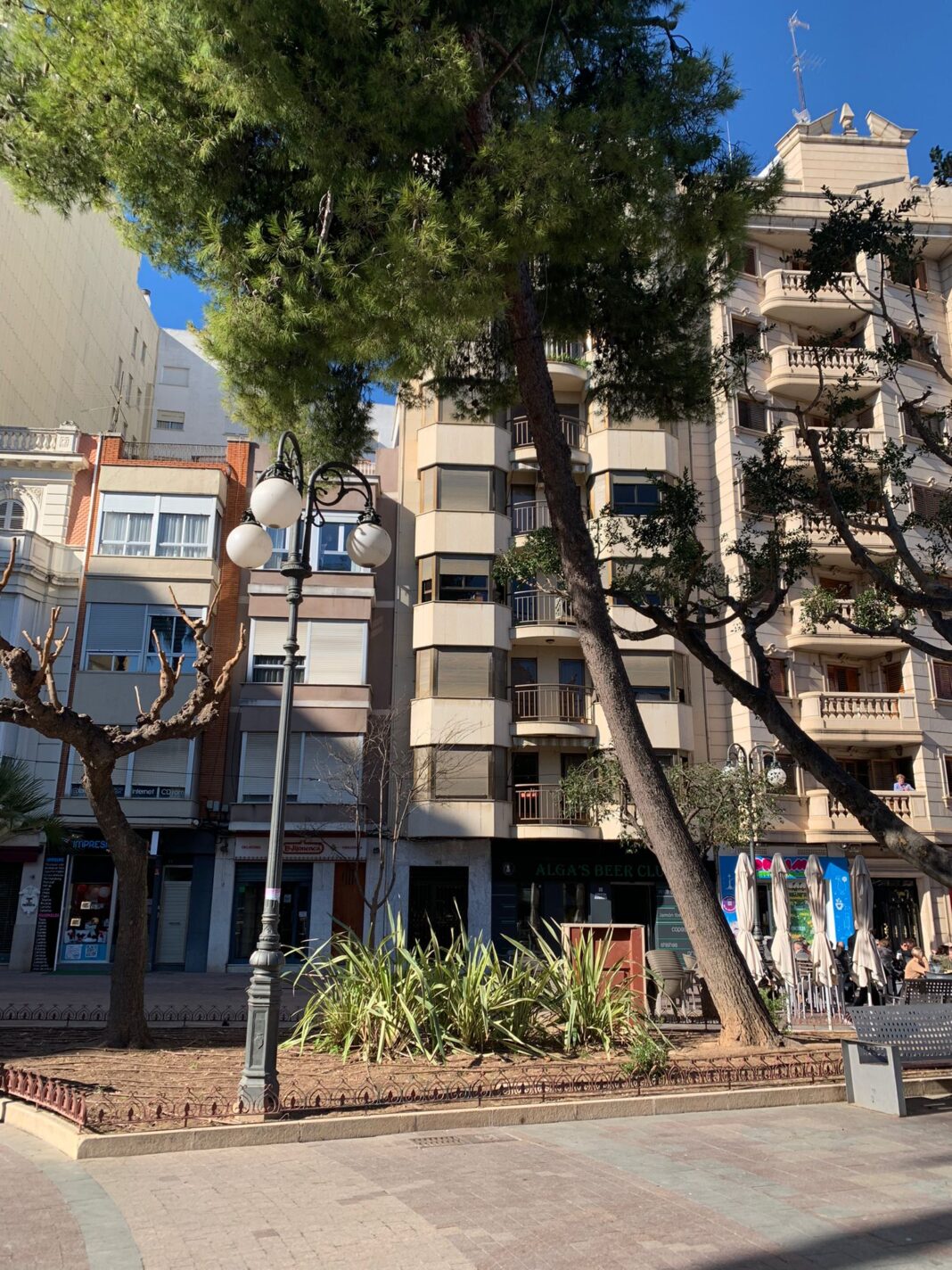 Alzira talará el pino de la Plaça Major por riesgo de caída dada su inclinación