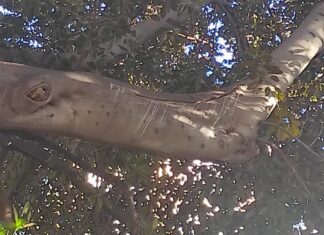 Un Ficus de la Gran Vía con una enorme grieta en una rama de grandes dimensiones después de la "revisión" de Jardinería de Campillo