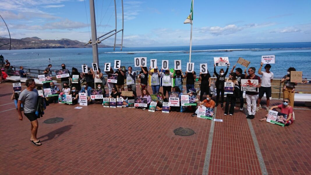PACMA convoca un segundo acto internacional contra la granja de pulpos que Nueva Pescanova proyecta en Canarias