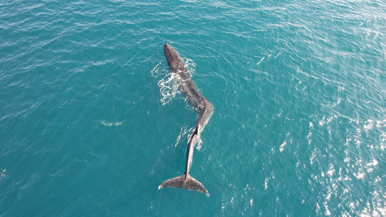 La Fundación Oceanogràfic y la Guardia Civil se movilizan para ayudar a una ballena avistada en Cullera