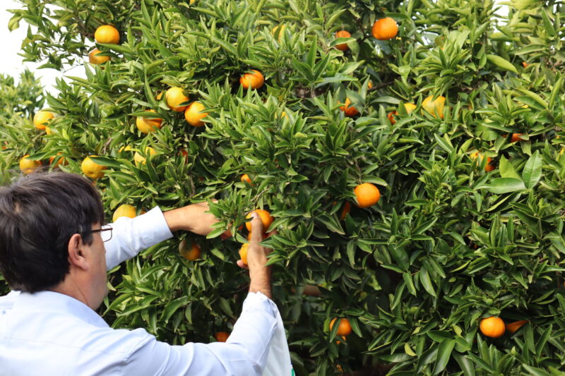 ASAJA-Alicante califica como «decepcionante e insuficiente» la rebaja de módulos por dejar fuera a los cítricos alicantinos