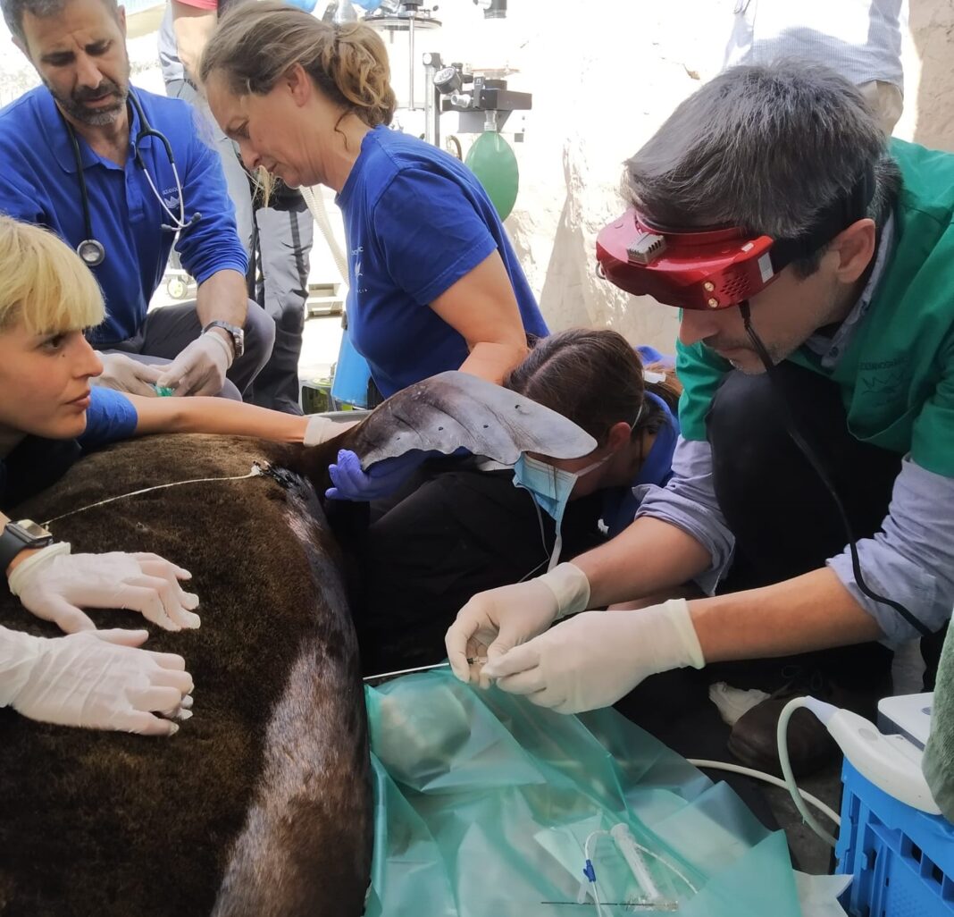 Intervienen a una hembra de león marino con problemas respiratorios en l'Oceanografic