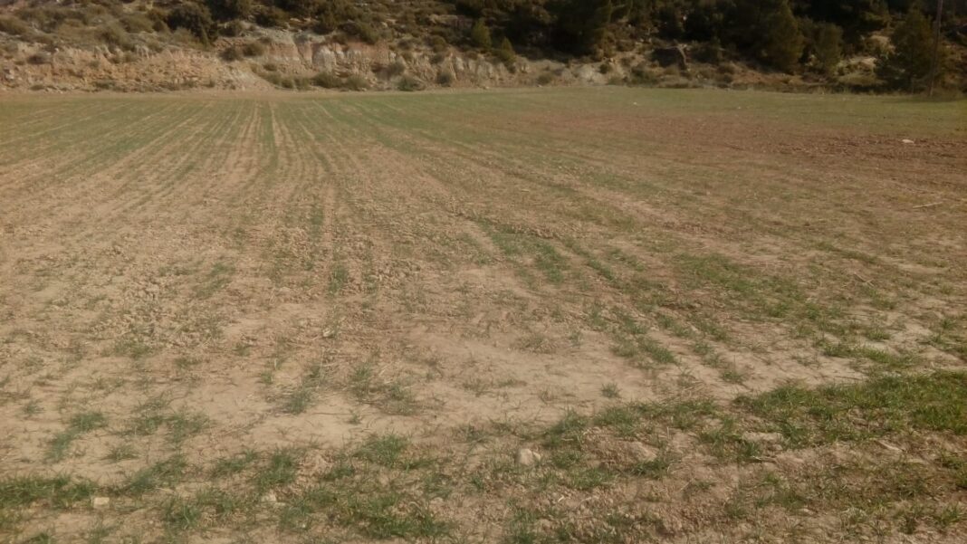 AVA ASAJA recrimina al gobierno que sus medidas de la sequía dejan fuera a gran parte del campo valenciano