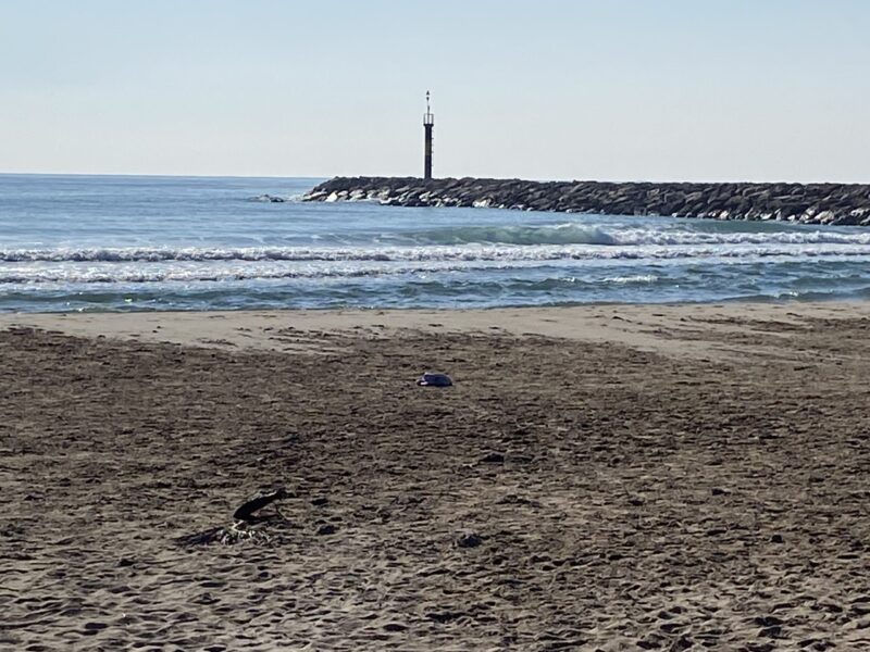 Burriana Decidix propone la creación de un refugio municipal para animales y una playa para mascotas junto al espigón del faro