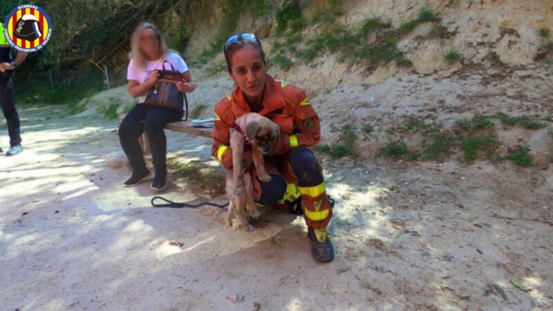 El Consorcio de Bomberos de Valencia ha rescatado un perrito en Ontinyent, que había caído por una tubería abierta hasta una acequia