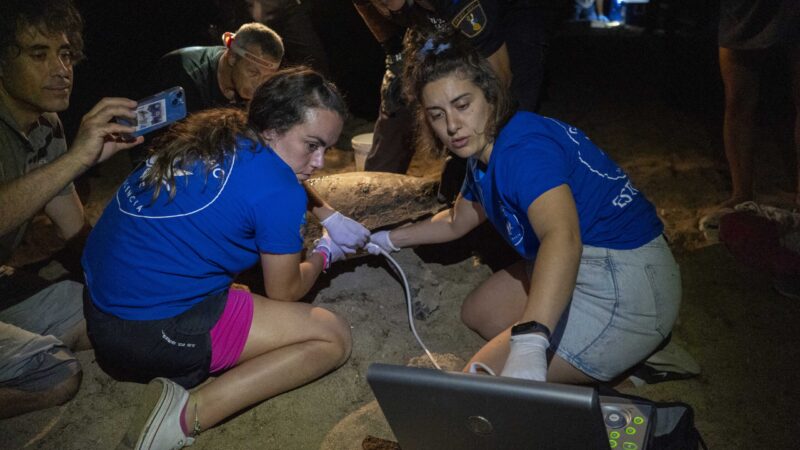 La playa de Dénia registra un segundo nido de tortuga con 111 huevos