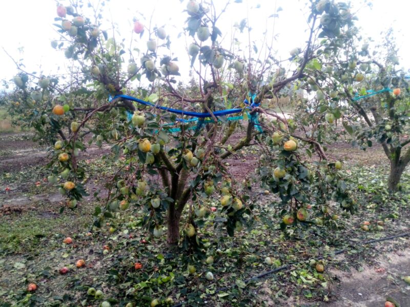 La tormenta causa daños agrarios en la Plana Baixa, la Vall d’Albaida y Los Serranos