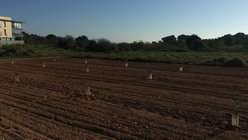 AVA-ASAJA denuncia pequeños hurtos todos los días: ayer un robo de plantones de algarrobo en Bétera