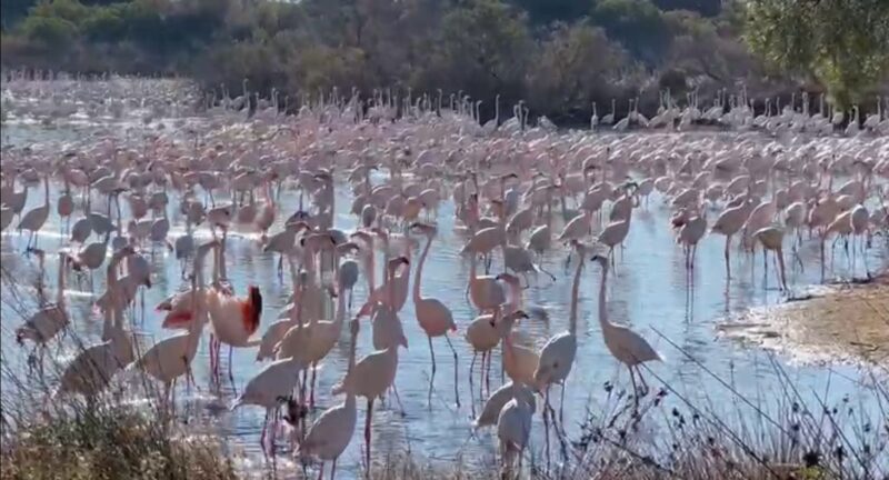 AVA-ASAJA alerta de que “los flamencos van a hacer un daño terrible si las administraciones no establecen compensaciones suficientes por los daños”