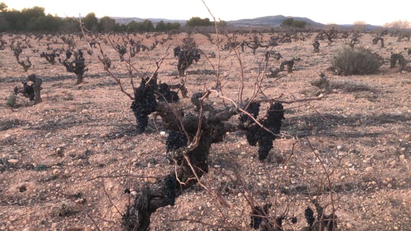 AVA-ASAJA critica que las ayudas por la sequía del Gobierno vuelven a dejar fuera a la uva y el olivar