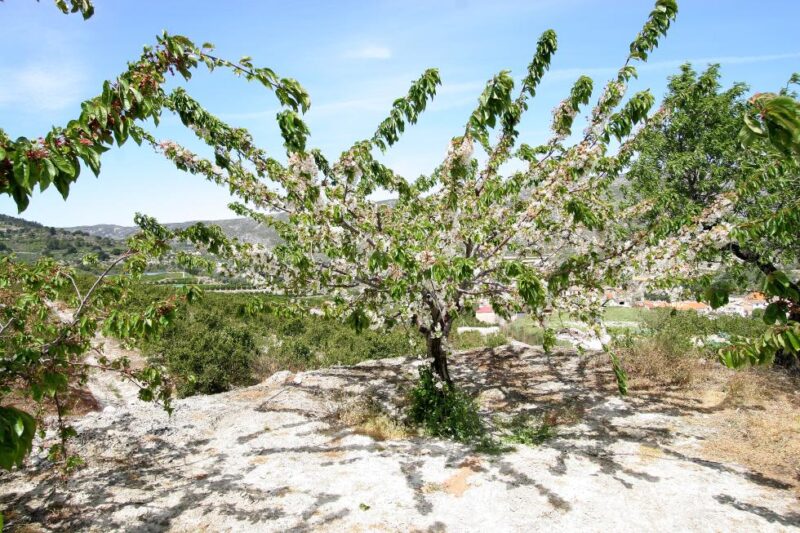 Agricultura abre a consulta pública la elaboración de unas ayudas a productores de cereza afectados por adversidades climáticas, ambientales o incendios