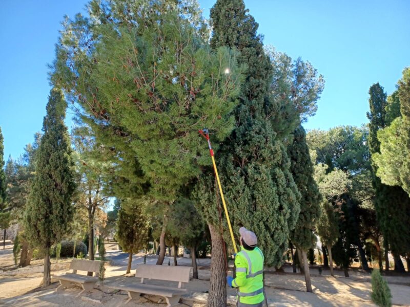 El Ayuntamiento de Torreblanca intensifica los trabajos para prevenir las plagas de la oruga procesionaria