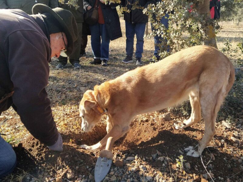 AVA-ASAJA pide al Consell la consideración del cultivo de la trufa de uso agrícola en lugar de forestal
