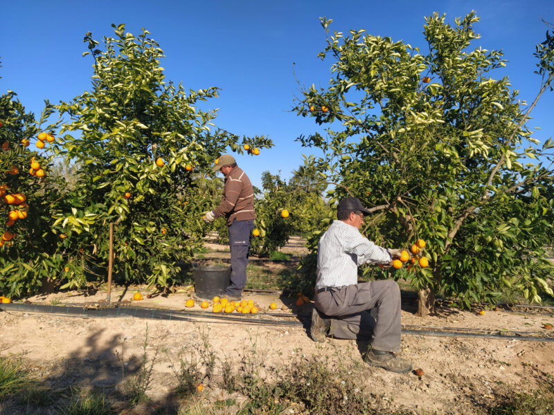 Los precios de la naranja bajan un 18% al agricultor pero suben un 15% al consumidor
