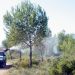 La Generalitat intensifica los trabajos para el control de plagas en los montes de la Comunitat Valenciana
