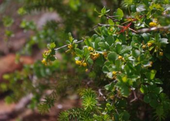 La Conselleria de Medio Ambiente logra producir 5.000 plantas de ‘Berberis hispanica’, especie en peligro de extinción