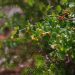 La Conselleria de Medio Ambiente logra producir 5.000 plantas de ‘Berberis hispanica’, especie en peligro de extinción
