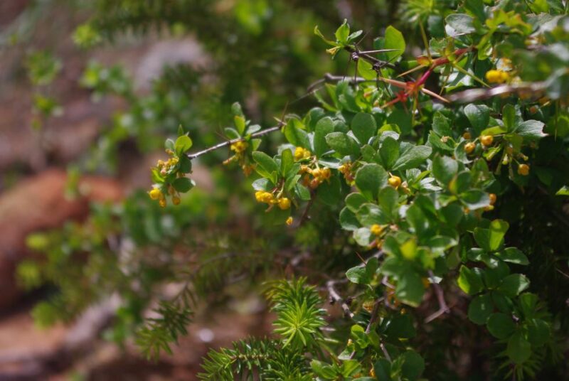 La Conselleria de Medio Ambiente logra producir 5.000 plantas de ‘Berberis hispanica’, especie en peligro de extinción
