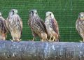 Medio Ambiente acogerá en los centros de recuperación de fauna a las especies exóticas incautadas en la Comunitat Valenciana