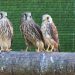 Medio Ambiente acogerá en los centros de recuperación de fauna a las especies exóticas incautadas en la Comunitat Valenciana
