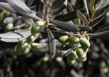 Agricultura ensaya con éxito en Viver un sistema de riego subterráneo para olivos que mantiene la producción y calidad del aceite