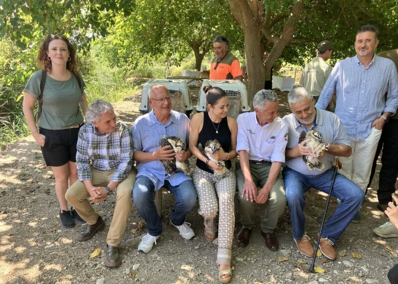 Nuevas crías de águila pescadora llegan al Parque Natural Marjal de Pego-Oliva 