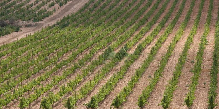 Agricultura recibe más de mil solicitudes para las ayudas a la cosecha en verde de uva para vinificación
