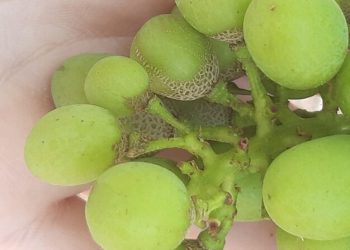 Consellería de Agricultura declara la presencia de la plaga Scirtothrips aurantii Faure y adopta medidas urgentes para su erradicación y control