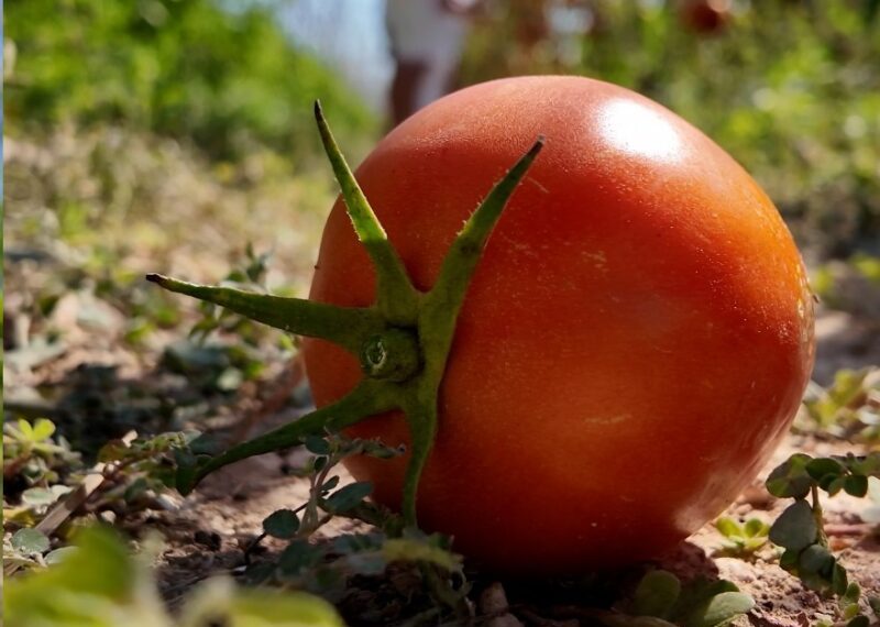 La Diputació de Valencia financia los tomates de La Tomatina como muestra de apoyo a la tradicional fiesta valenciana
