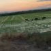  AVA-ASAJA insiste en compensaciones: “Si queremos un parque natural en el que convivan fauna y agricultura, eso tiene un coste y hay que compensar a los afectados”