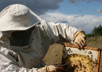 La sequía, la competencia desleal y la bajada de un 15% de los precios arruinan a los apicultores