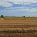 Los agricultores piden que no les sancionen si inmigrantes irregulares falsifican sus contratos