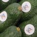 AVA-ASAJA y ASOPROA solicitan medidas contra los robos, más investigación y apuesta por la marca ‘Aguacates CV’ para diferenciarse de las importaciones