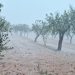 La DANA causa ya daños en almendras, olivos, naranjas y caquis en La Plana Alta y La Ribera