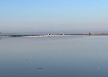 AVA-ASAJA pide compensaciones por los daños de flamencos en los arrozales de la Albufera