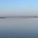 AVA-ASAJA pide compensaciones por los daños de flamencos en los arrozales de la Albufera