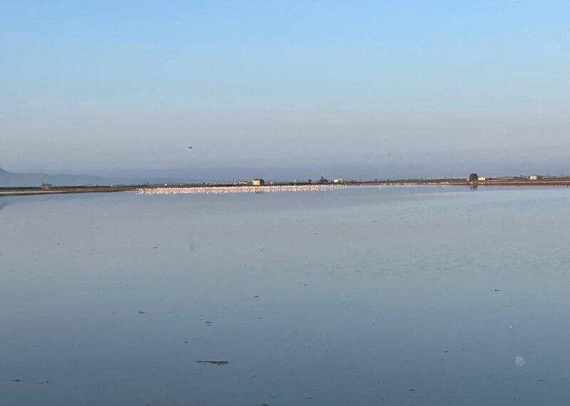 AVA-ASAJA pide compensaciones por los daños de flamencos en los arrozales de la Albufera