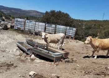 AVA-ASAJA urge ayudas para detener el sacrificio de vacas en Els Ports por la sequía