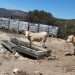 AVA-ASAJA urge ayudas para detener el sacrificio de vacas en Els Ports por la sequía
