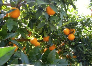 Los costes de producción de los cítricos aumentan un 18% desde 2020 y ya son 0,27 €/kg en naranjas y 0,33 €/kg en mandarinas