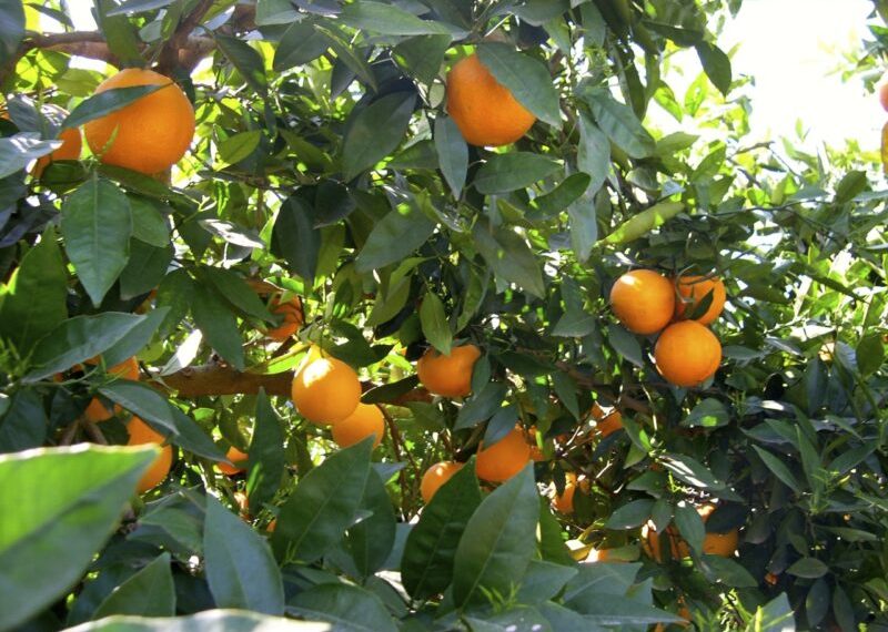 Los costes de producción de los cítricos aumentan un 18% desde 2020 y ya son 0,27 €/kg en naranjas y 0,33 €/kg en mandarinas