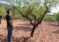ASAJA Alicante advierte que la sequía y la falta de apoyo al secano amenazan de muerte al almendro