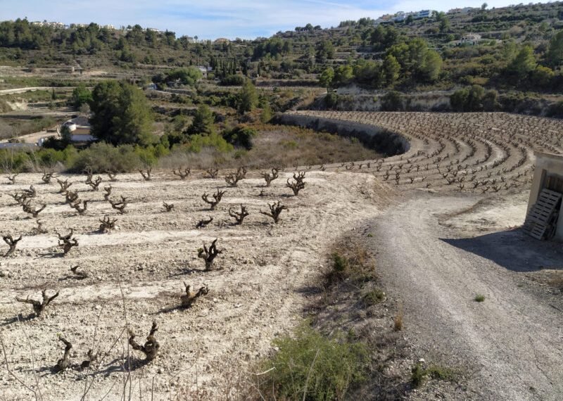La sequía causa pérdidas históricas de 250 millones de euros