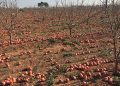 El veto ruso cumple diez años causando 400 millones de pérdidas a la agricultura valenciana