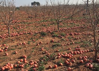 El veto ruso cumple diez años causando 400 millones de pérdidas a la agricultura valenciana