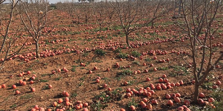 El veto ruso cumple diez años causando 400 millones de pérdidas a la agricultura valenciana
