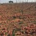 El veto ruso cumple diez años causando 400 millones de pérdidas a la agricultura valenciana