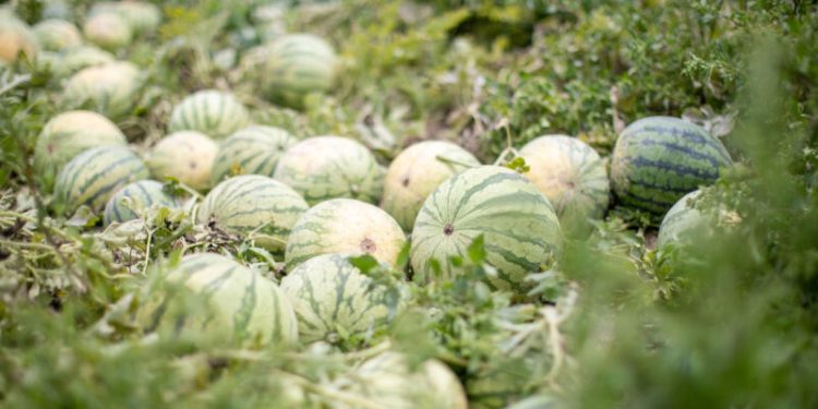 Mercadona prevé comprar 115.000 toneladas de sandía nacional en 2024, un 38% más