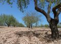 AVA-ASAJA pide medidas para el sector de la almendra por la sequía y los bajos precios